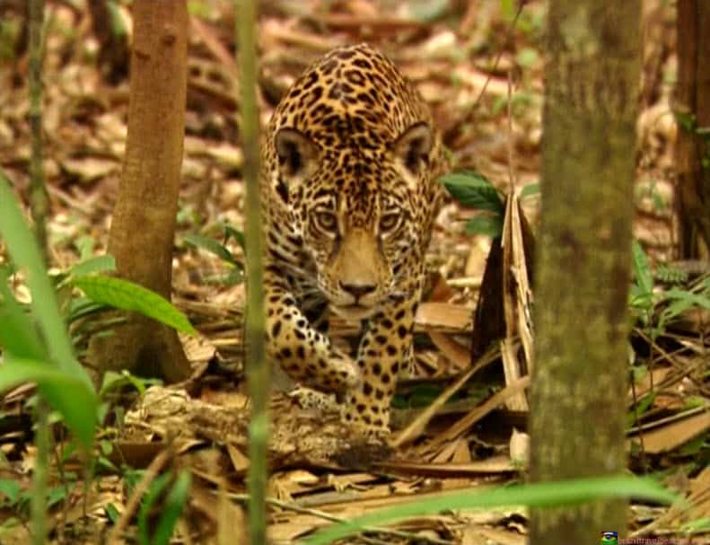 animaux-amazonie1